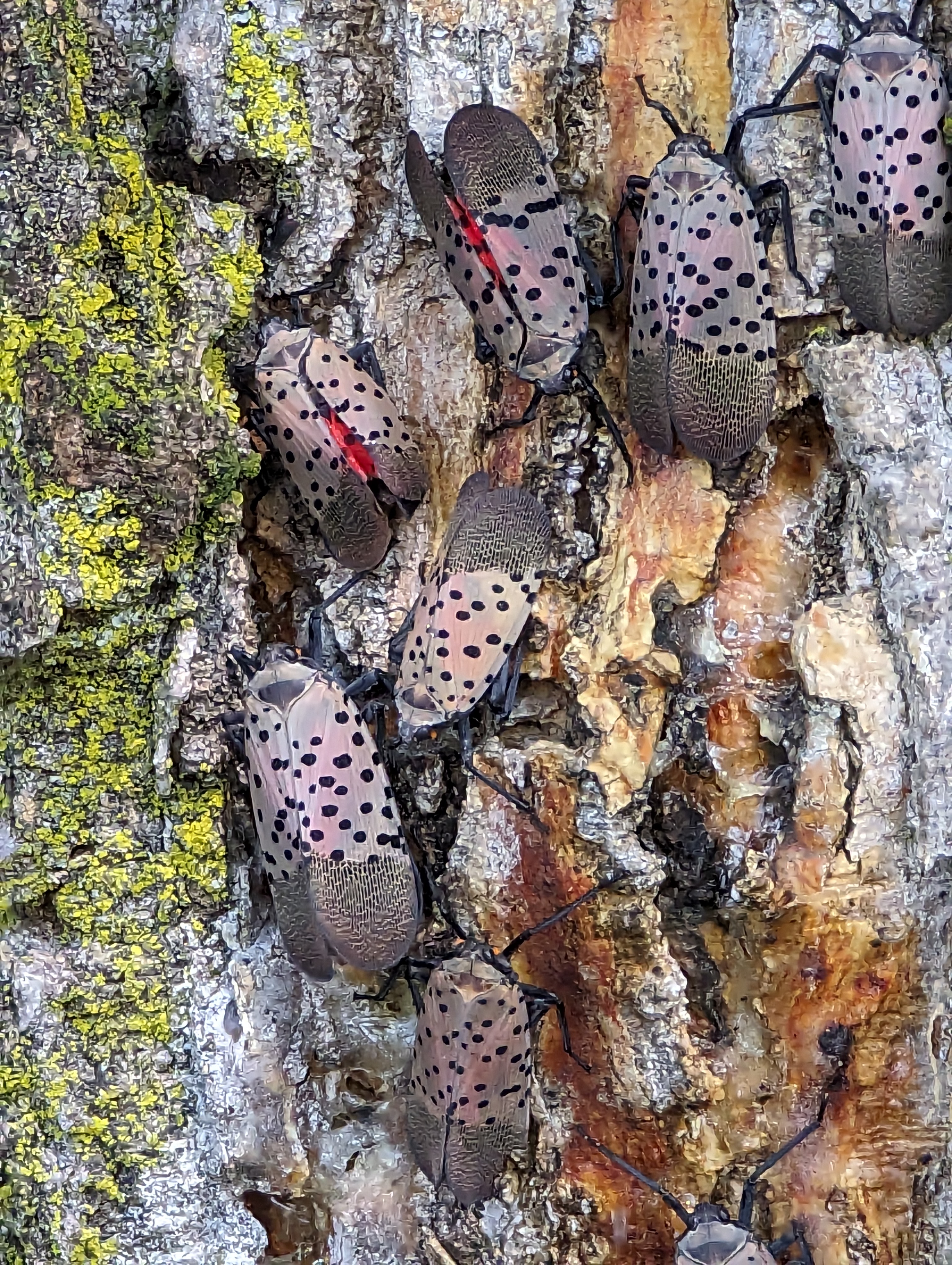 Spotted lanternfly adults congregating on a tree.